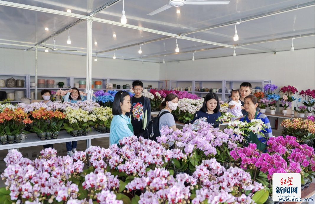 花会3