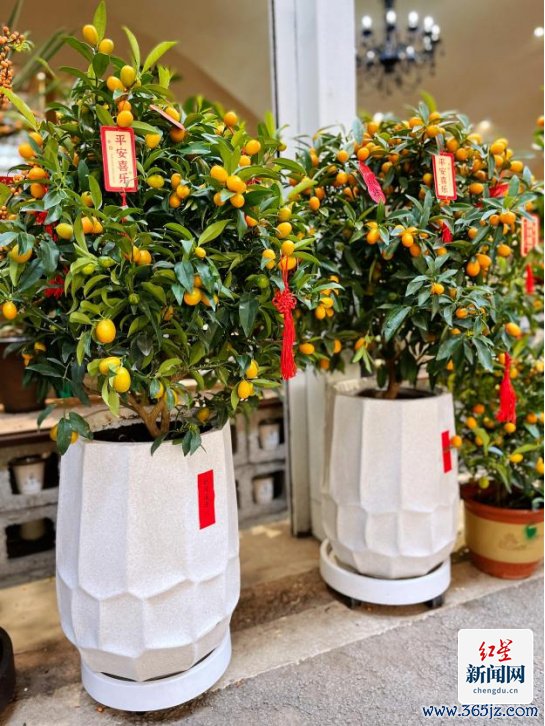 花会2